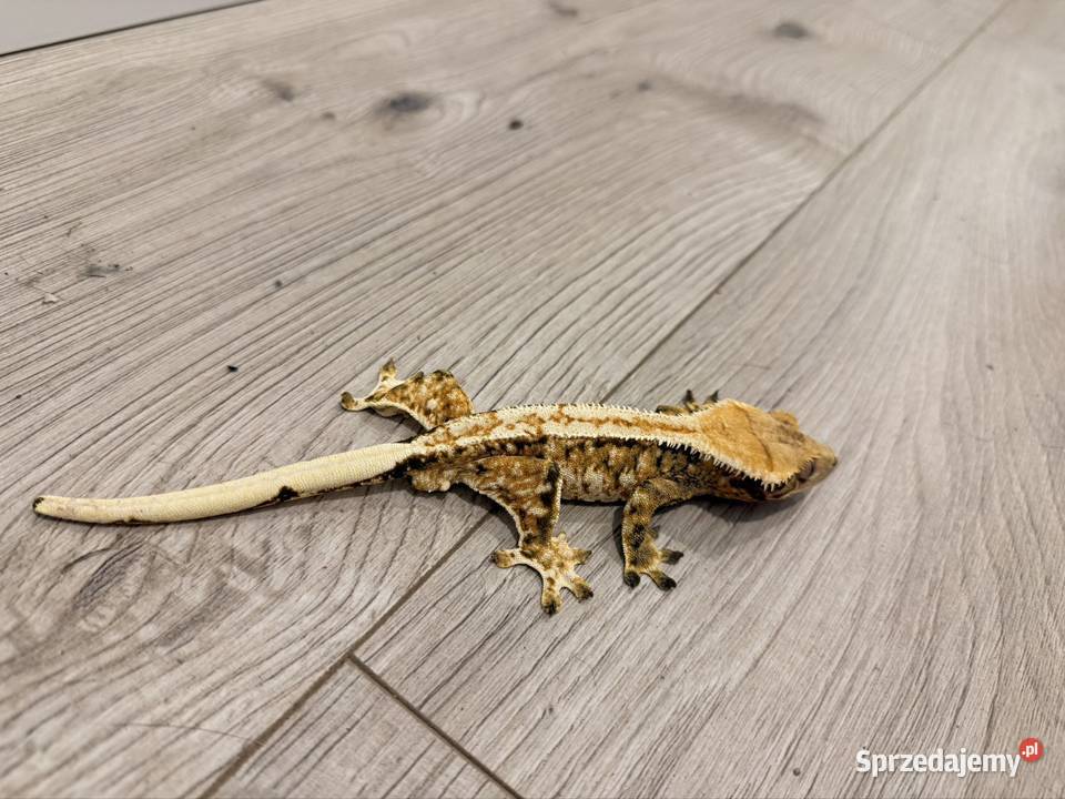 Gekon orzęsiony tricolor TOPKA Sułkowice sprzedam