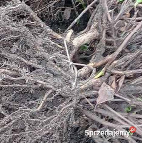 Hortensja bukietowa 15 2 kolory Radom