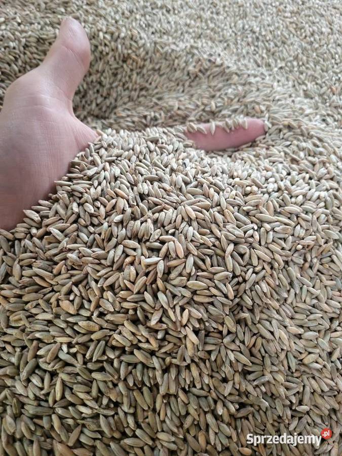 Żyto 2025 Odrzywół