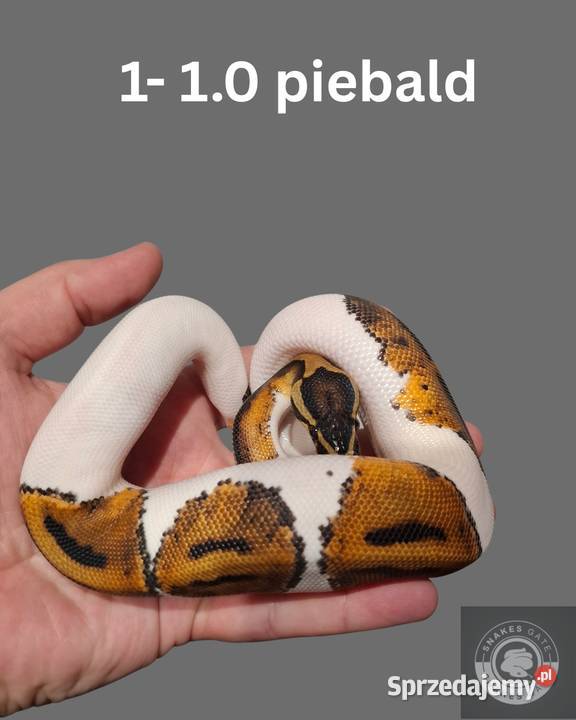 Pyton Królewski Piebald Koszalin