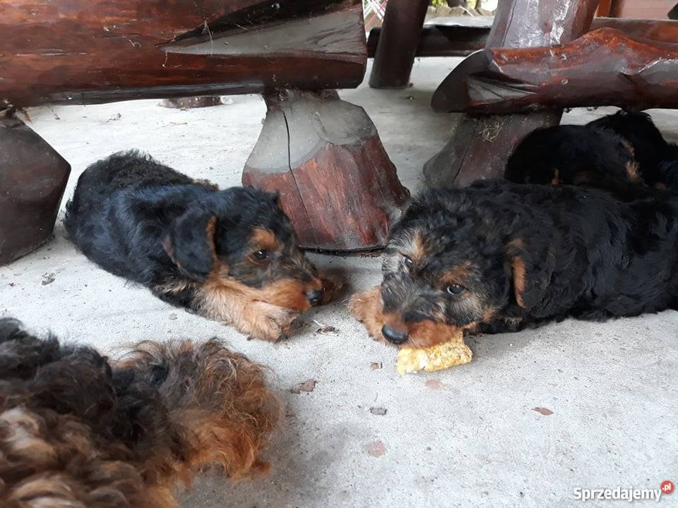 Szczeniaki Terier Walijski Biadoliny Szlacheckie