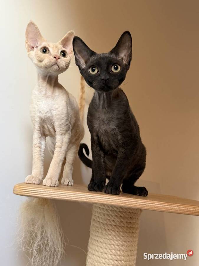 Devon Rex kocięta z rodowodem FPL
