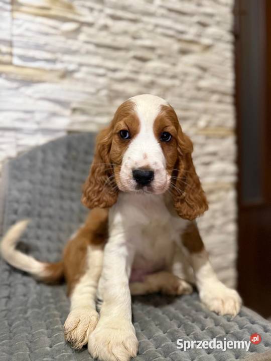 Wyjątkowy piesek Cocker Spaniel Angielski Orange Warszawa