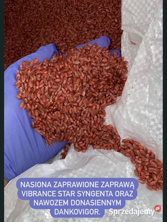 Nasiona zbóż ozimych pszenicy pszenżyta Strzydzew