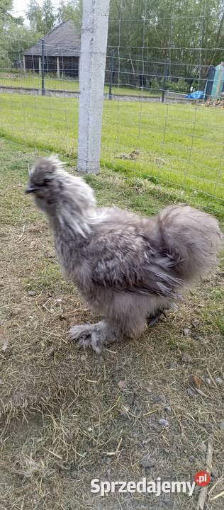Koguty Silki i Włoszki Tarnobrzeg