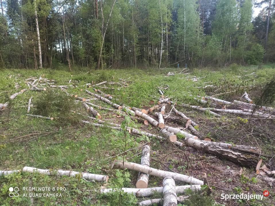 WYCINKA DRZEW Drzew Trudnych USŁUGI LEŚNE i Białystok
