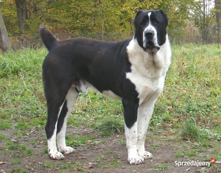 Owczarek środkowoazjatycki rodowodowe szczenięta sprzedam