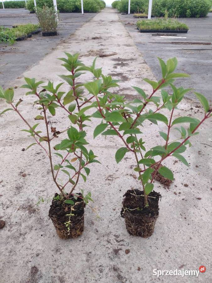 Hortensje bukietowe SADZONKI dolnośląskie Wrocław
