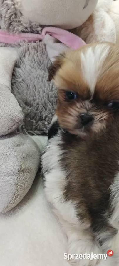 Shihtzu mini Kobierzyce