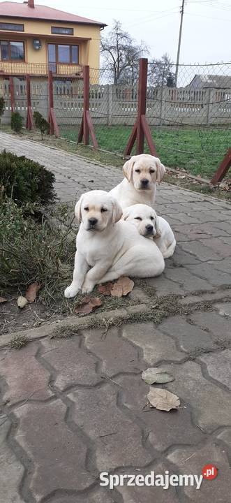 Labrador Retriver Reproduktor usługi dla zwierząt