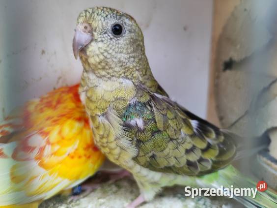 Papugi różne gatunki