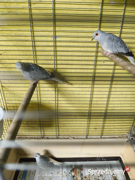 Gołąbki diamentowe