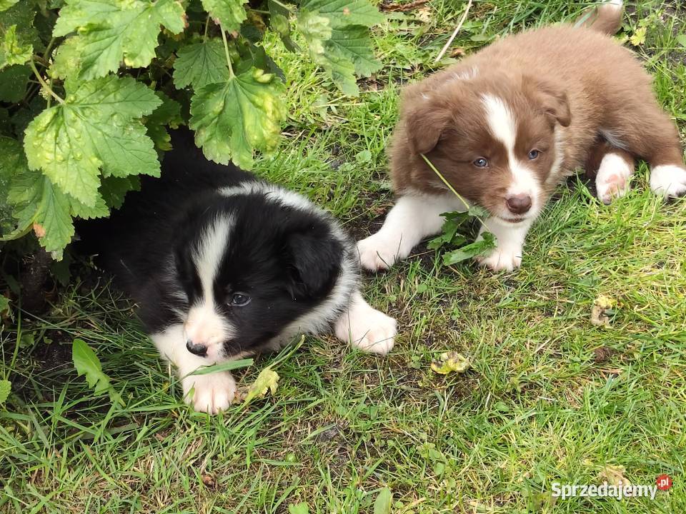 Szczeniak Border Collie ZKwP FCI