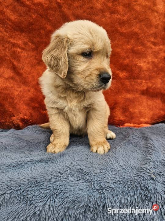 Golden Retriever - złoty szczeniak