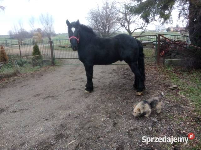 Ogier typ sztumski Niemienice