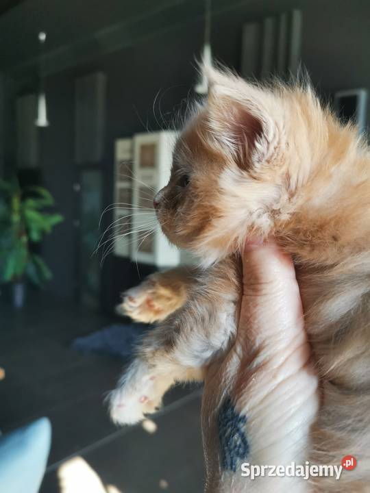 Kremowy kocurek Maine Coon FIFe FPL Rybnik