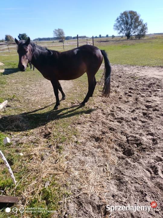 Sprzedam źrbke w typie huculskaim mazowieckie Bobrek