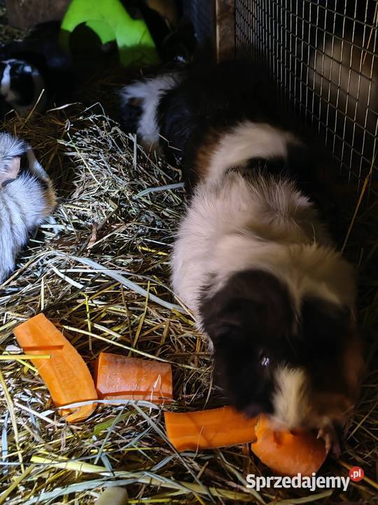 Sprzedam Świnki morskie Gryzonie