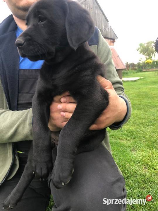 Szczeniaki labradora biszkoptowe i czarne
