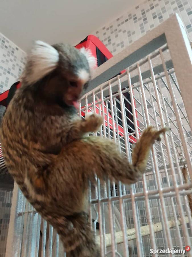Małpki Marmozeta klatka Czaplinek