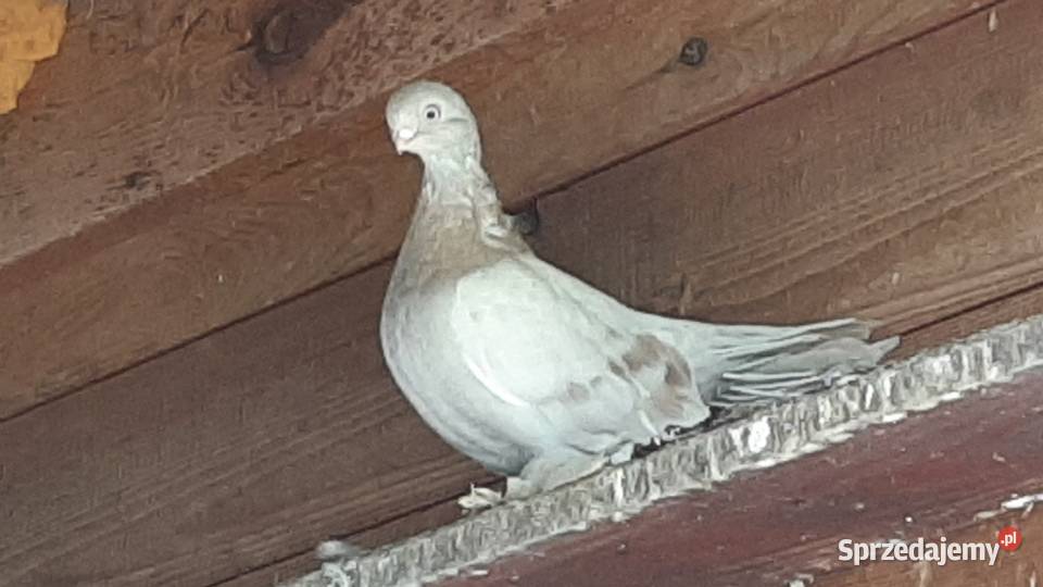 GOŁĘBIEBLAUWINDRY Ptaki