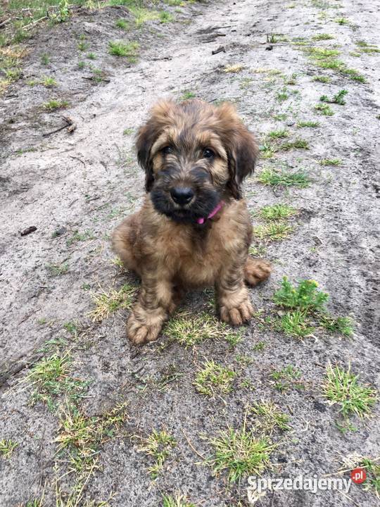 Owczarek Francuski Briard szczenięta Zwierzęta Poznań