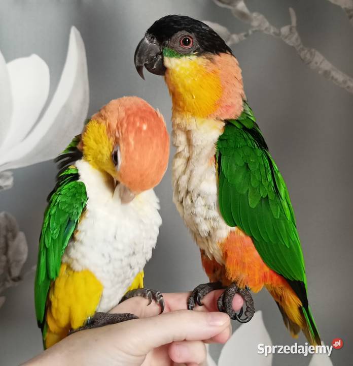 Barwinki bialobrzuche dwa samce klatka zabawki