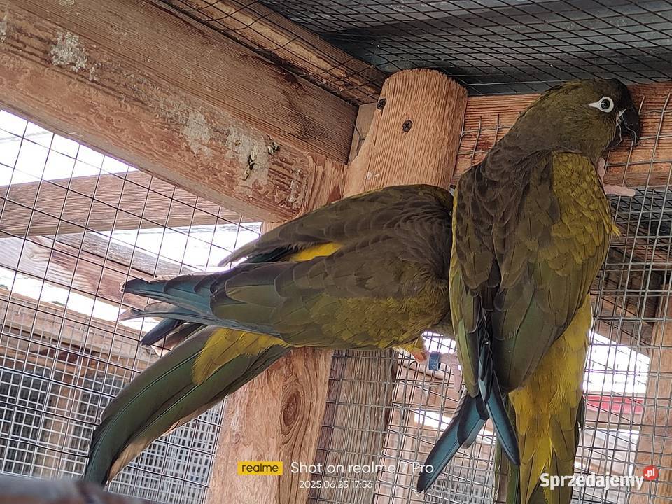 Patagonki pary samice konury Parzno