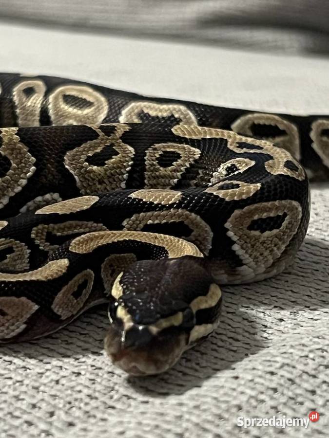 Pyton królewski Mojave poss het Clown samica warmińsko-mazurskie Ostróda sprzedam