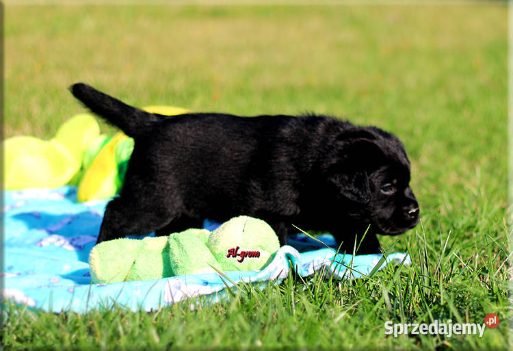 Czarne szczenięta rasy Labrador Retriever Chynów
