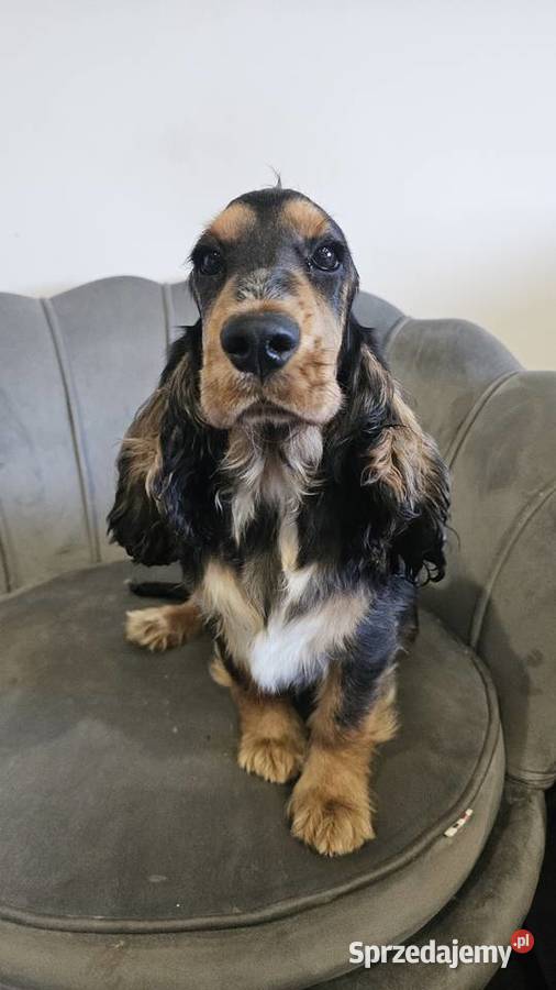 Cocker spaniel angielski