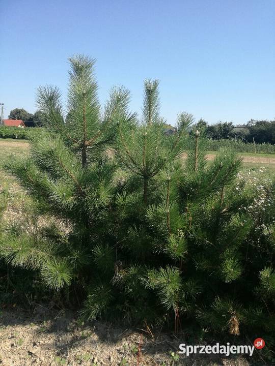 sosna klon wierzba grab jarzębina brzoza katalpa