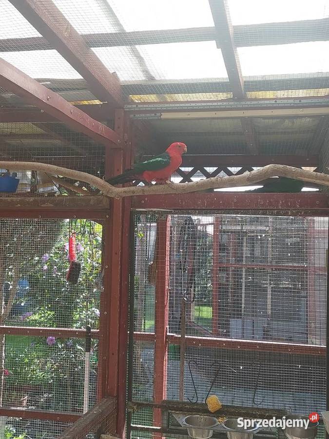 Szkarłatki Królewskie