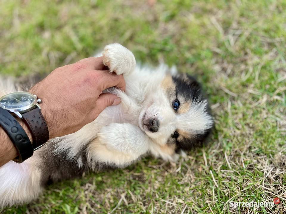Border Collie suczka 2 Ostrowiec Świętokrzyski sprzedam