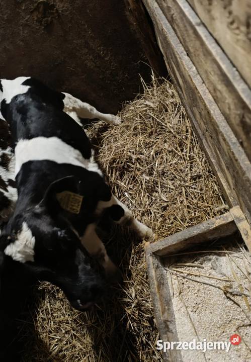 Sprzedam cielaki jałowka byk Żubrynek