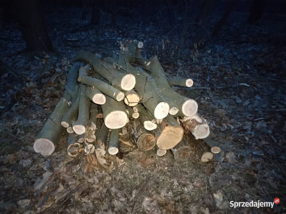 Drewno opałowe Dąb Pieńsk