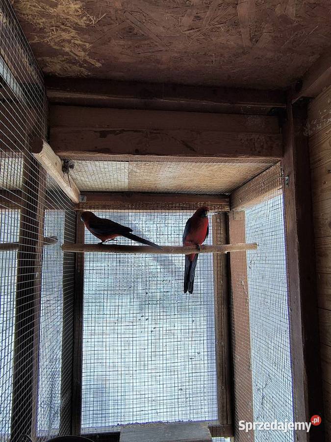 Rozella Królewska para 2019 roku sprzedam