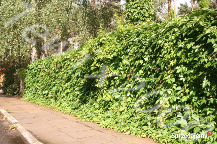 WINOBLUSZCZ Parthenocissus quinquefolia NASIONA