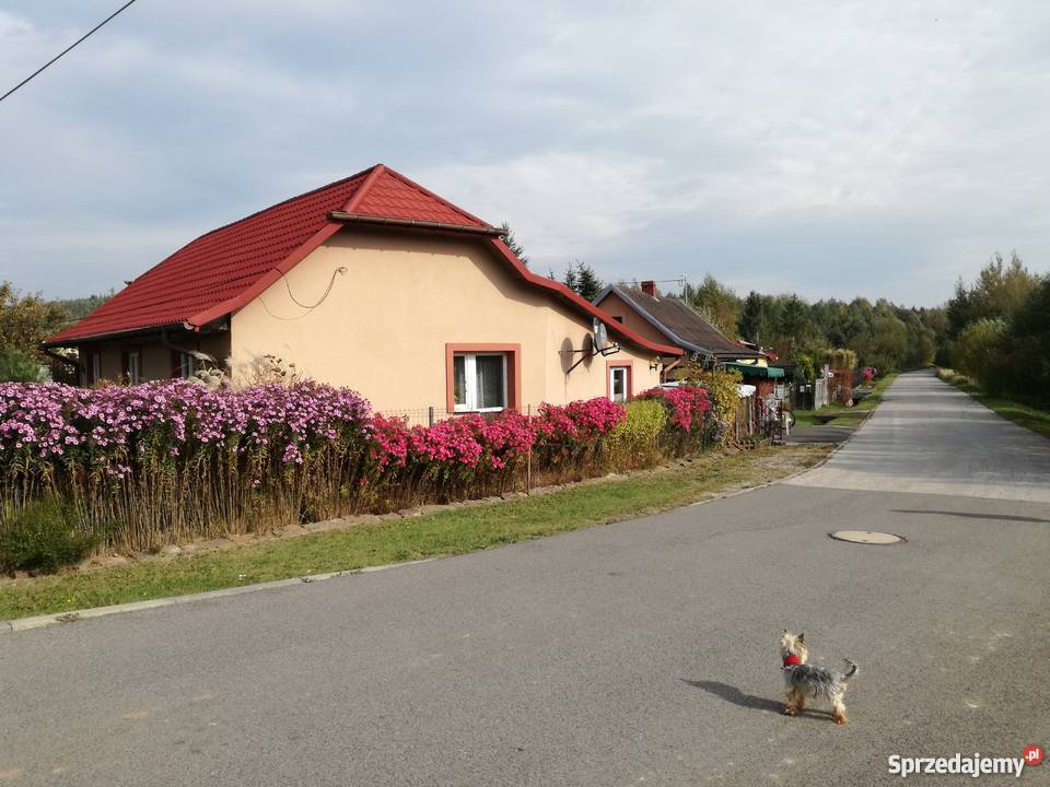 Sprzedam dom z działką 100m2 Zagnańsk
