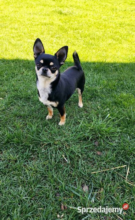 Reproduktor chihuahua krótkowłosy ZKwP FCI zachodniopomorskie Świnoujście sprzedam