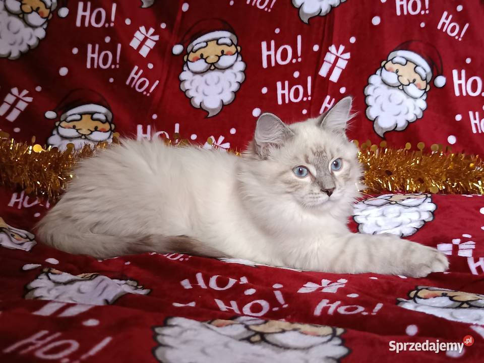 Koty Syberyjskie Neva Masquerade NUGGETS Kwilcz