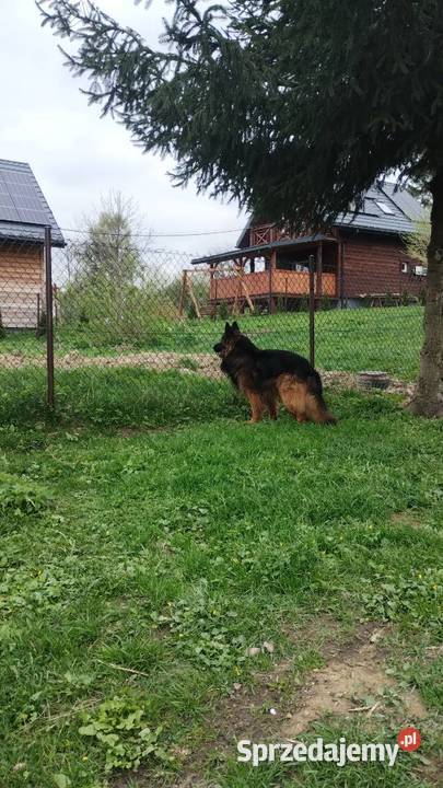 Suczka owczarka niemieckiego Jaśliska