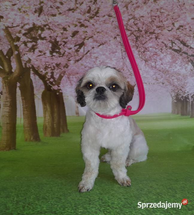 LASSIE salon pielęgnacji psa i kot psi fryzjer Fryzjerstwo i kosmetyka Łańcut