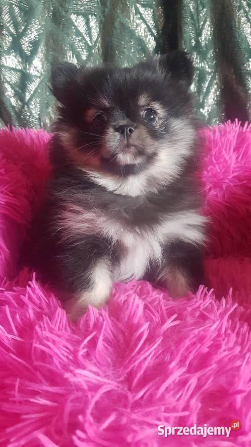 Suczka szpic pomeranion Płońsk