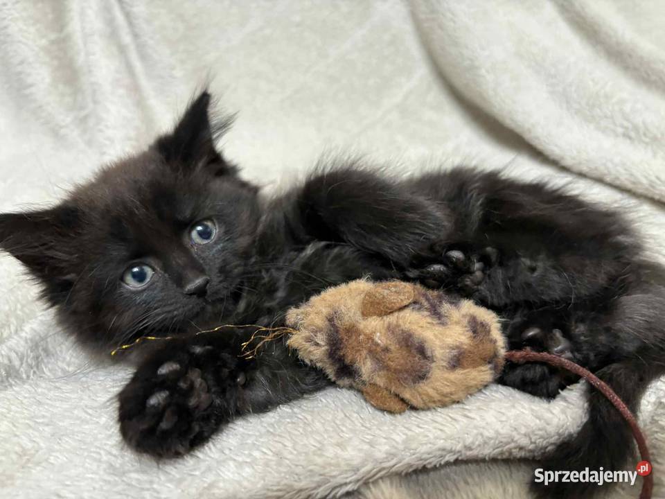 SPRZEDAM KOTA SYBERYJSKIEGO SAMIEC Szastarka