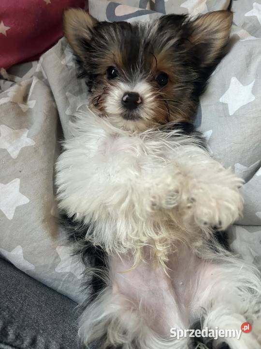 3 miesięczne pieseczki york miniaturka Warszawa