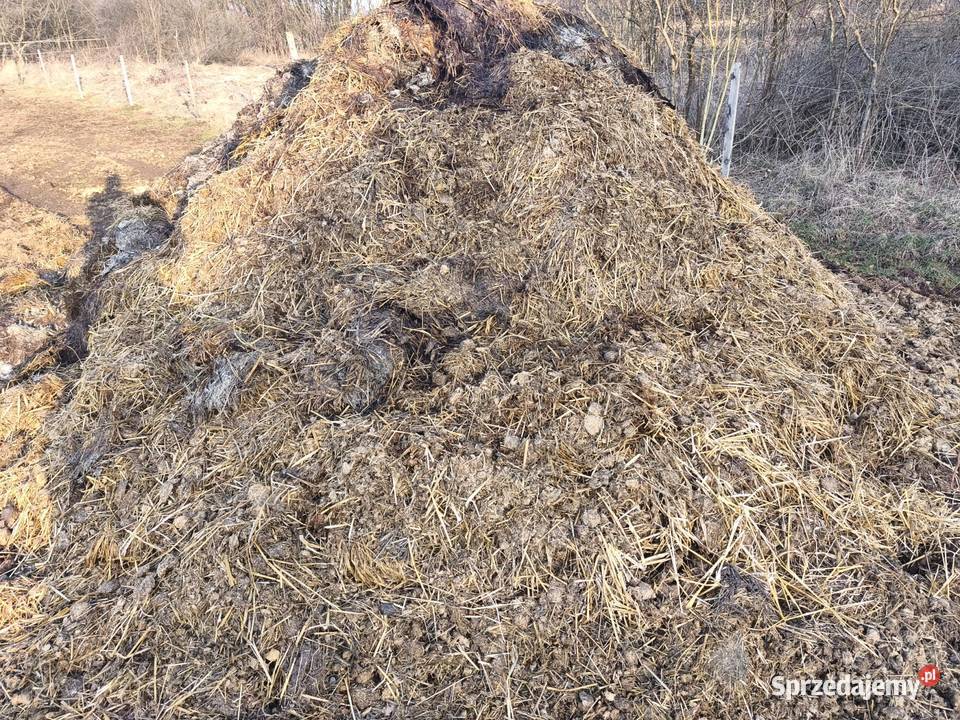 Obornik koński Odrowąż