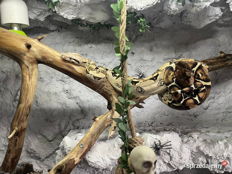 Samiec Boa imperator Gady i płazy Dębno