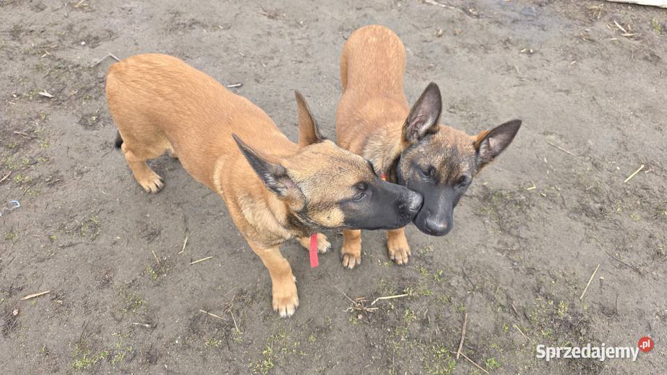 Owczarek belgijski Owczarek Skierniewice