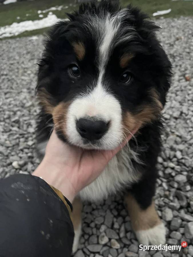 Berneński pies pasterski Bobi Jagodnik